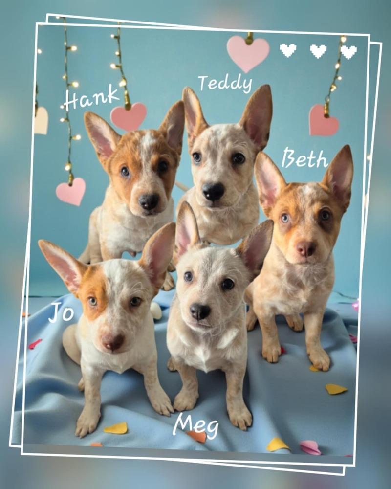 Teddie, a Adoptable mixed breed in Colorado Springs, CO image 2/4