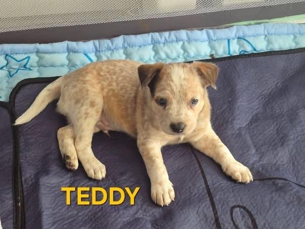 Teddie, a Adoptable mixed breed in Colorado Springs, CO image 3/4