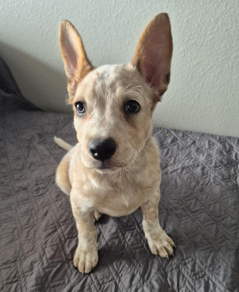 Teddie, a Adoptable mixed breed in Colorado Springs, CO image 4/4