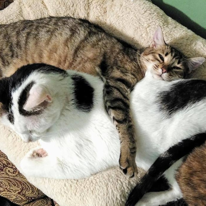 Goldie bonded with Tasha