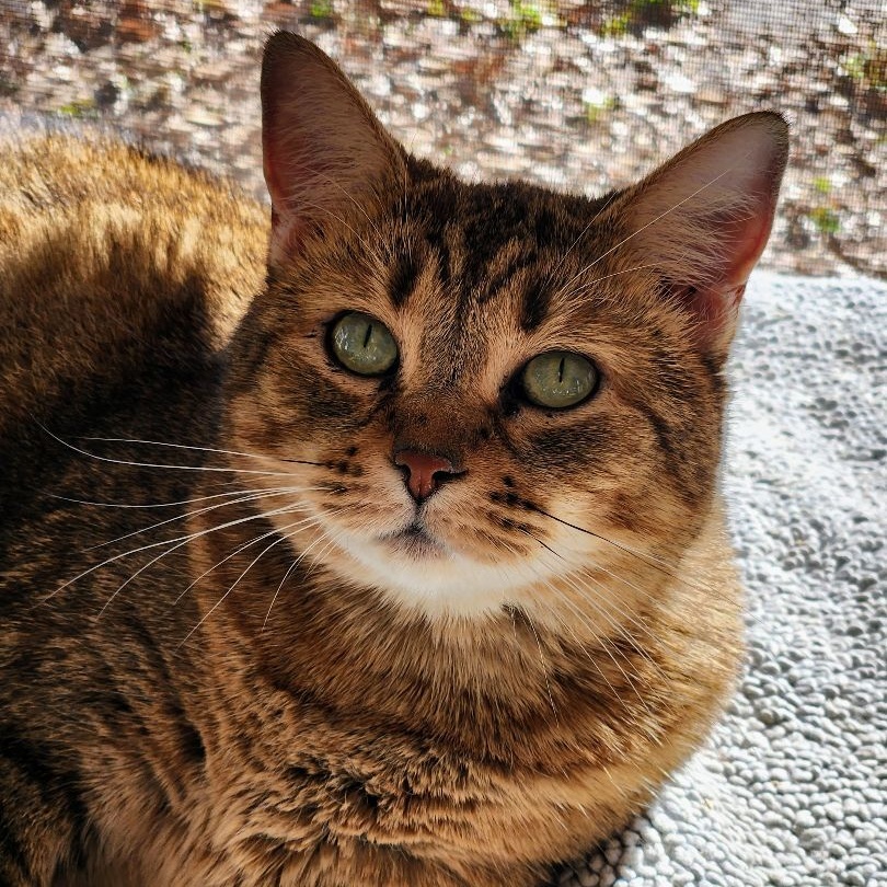 Goldie bonded with Tasha, Adoptable, Senior Female Domestic Short Hair & Maine Coon.