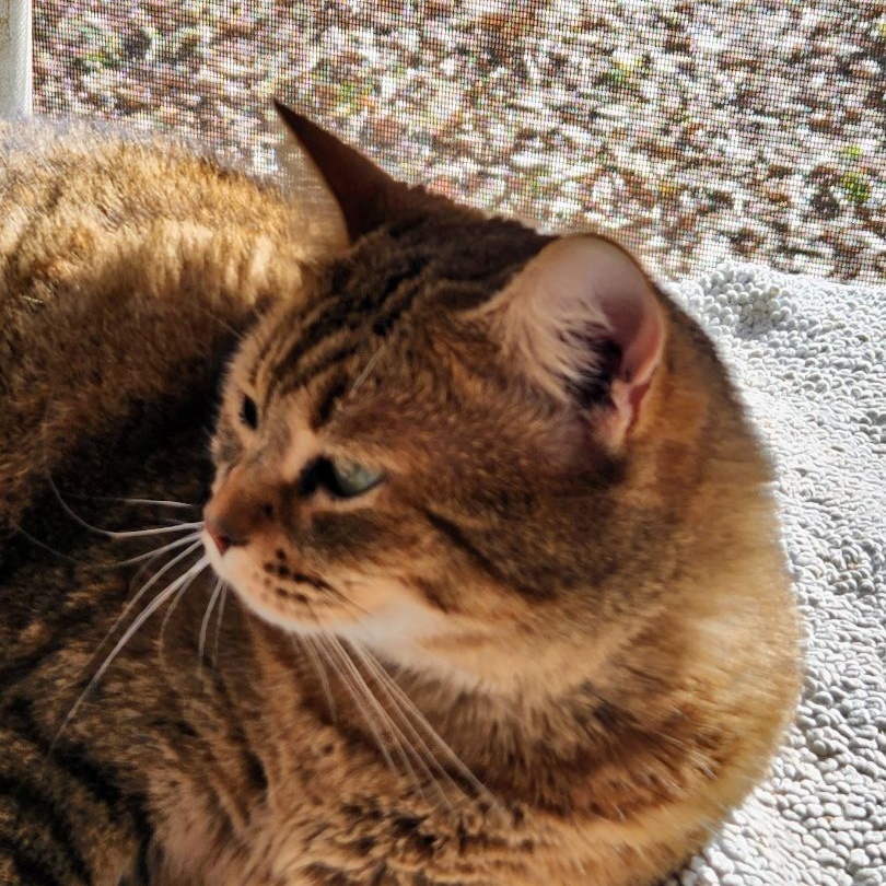 Goldie bonded with Tasha