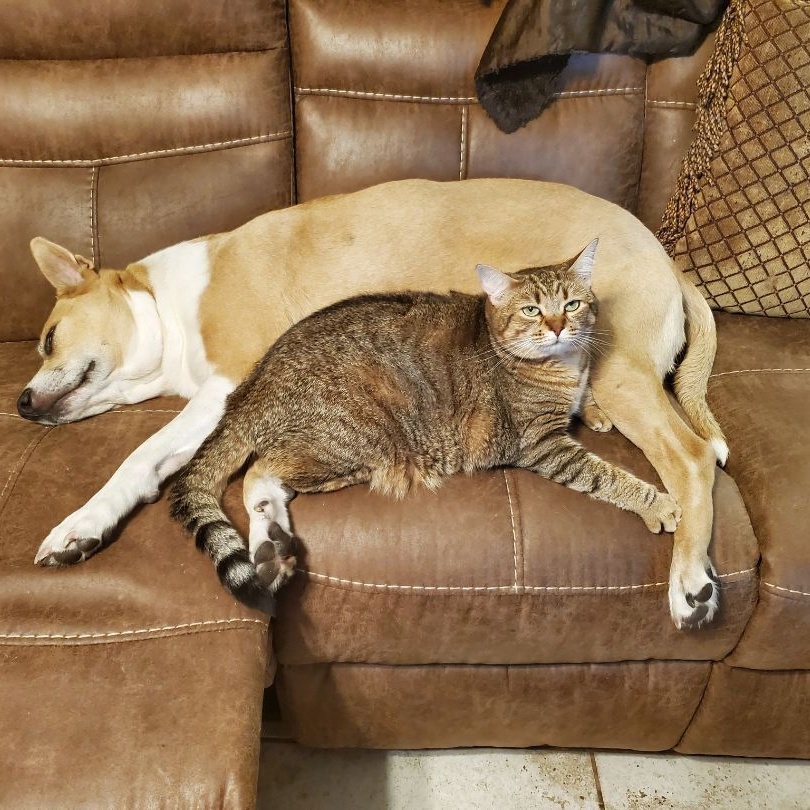 Goldie bonded with Tasha