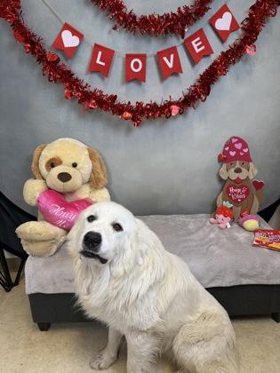 Yang — thumbnail 2