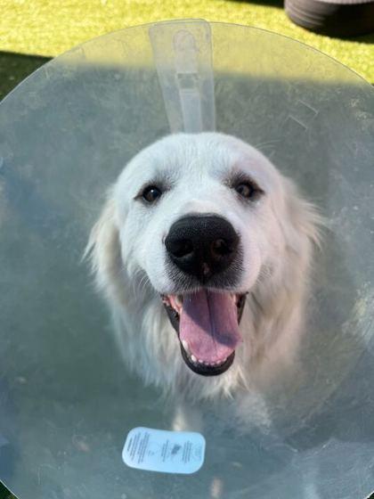 Yang — thumbnail 3