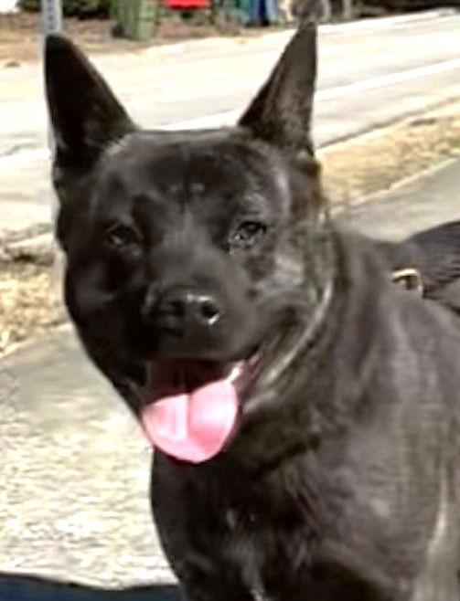Enlarge Gamma, a Adoptable Australian Cattle Dog / Blue Heeler in Carrollton, GA image 1/3