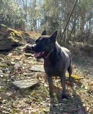 Gamma, Adoptable, Young Female Australian Cattle Dog / Blue Heeler.
