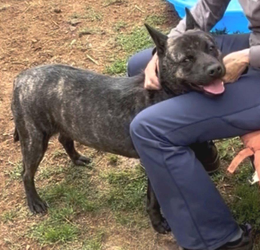Gamma, a Adoptable Australian Cattle Dog / Blue Heeler in Carrollton, GA image 2/3