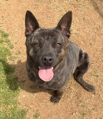 Gamma, a Adoptable Australian Cattle Dog / Blue Heeler in Carrollton, GA image 3/3