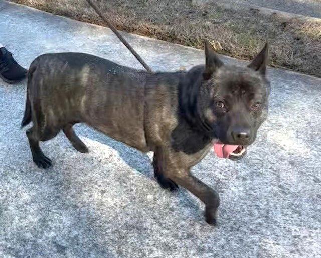 Enlarge Gamma, a Adoptable Australian Cattle Dog / Blue Heeler in Carrollton, GA image 3/3