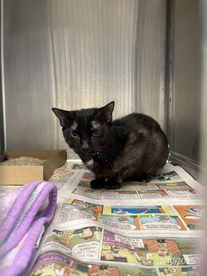 Agnes, Adoptable, Adult Female Bombay & Domestic Short Hair.