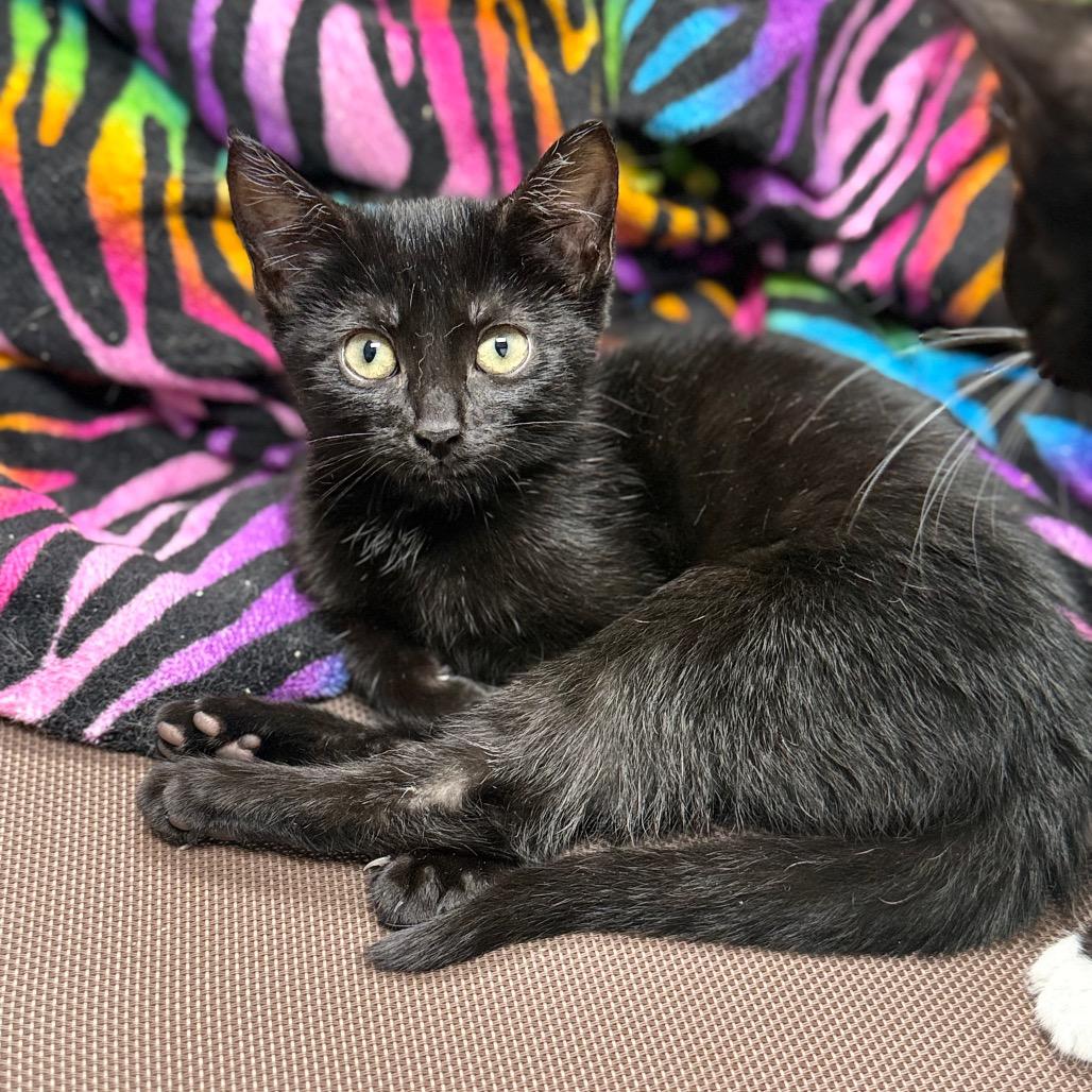 Minnie, Adoptable, Kitten Female Domestic Short Hair.