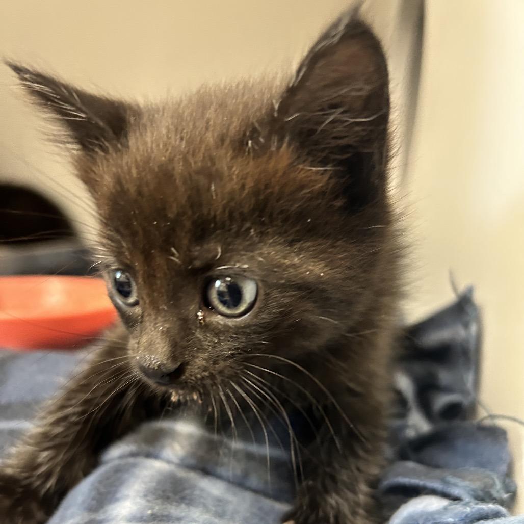 Minnie, a Adoptable Domestic Short Hair in Uniontown, PA image 1/2