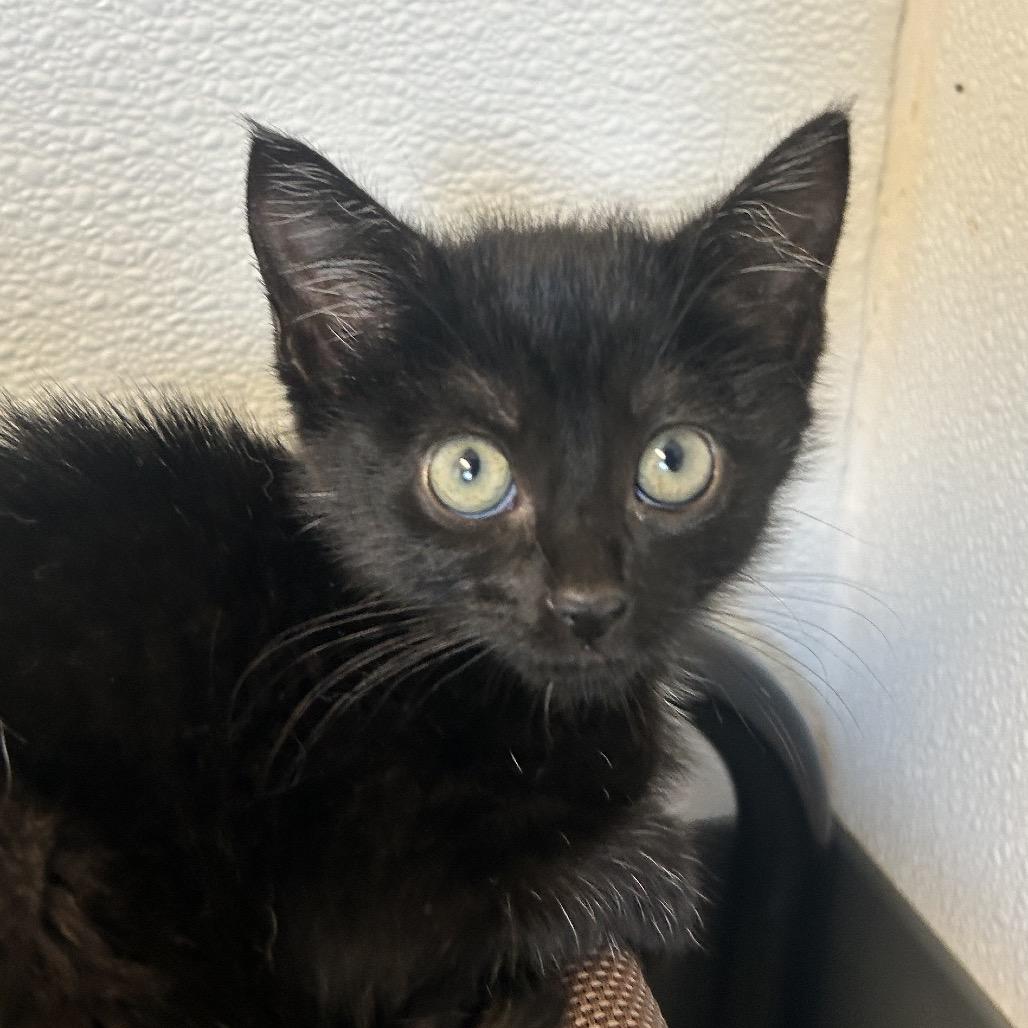 Minnie, a Adoptable Domestic Short Hair in Uniontown, PA image 2/2