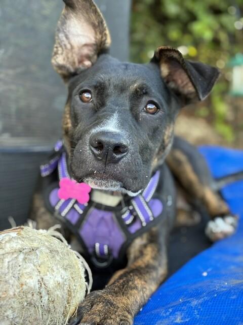 Daisy, Adoptable, Puppy Female Boxer & Pit Bull Terrier.