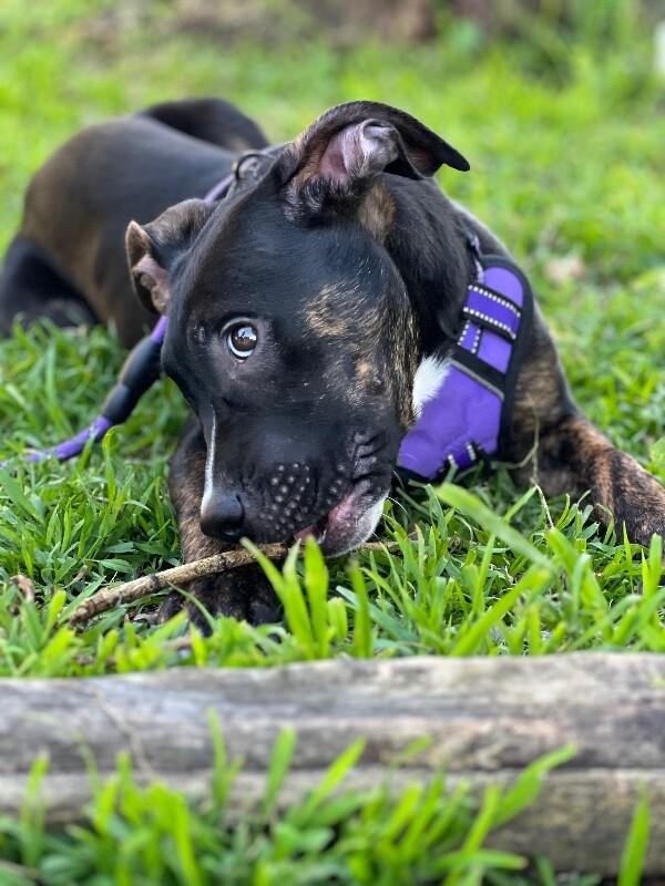 Daisy, Adoptable, Puppy Female Boxer & Pit Bull Terrier.