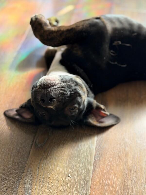 Enlarge Daisy, a Adoptable mixed breed in Van Nuys, CA image 2/6