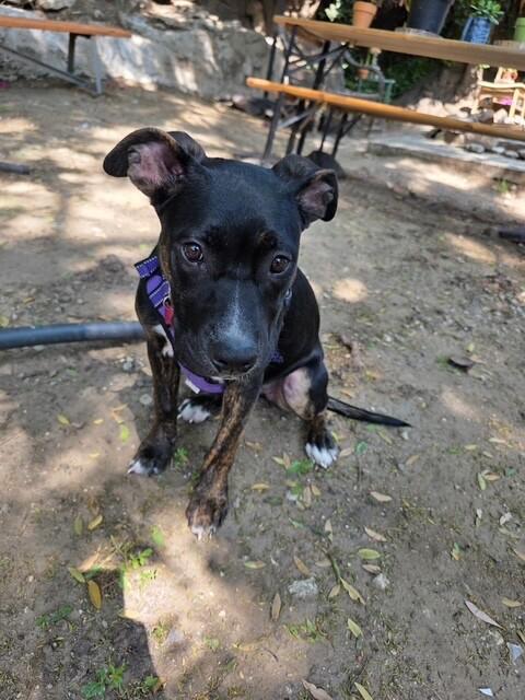 Daisy, a Adoptable mixed breed in Van Nuys, CA image 2/6
