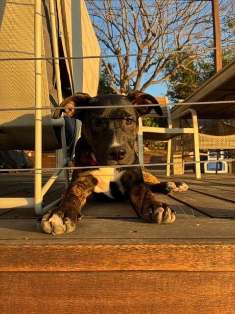 Daisy, a Adoptable mixed breed in Van Nuys, CA image 3/6