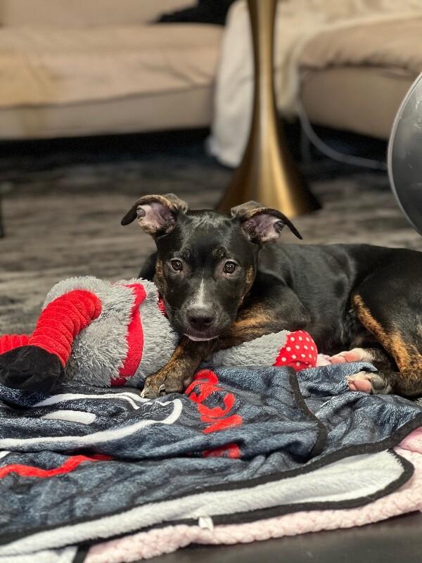 Enlarge Daisy, a Adoptable mixed breed in Van Nuys, CA image 3/6