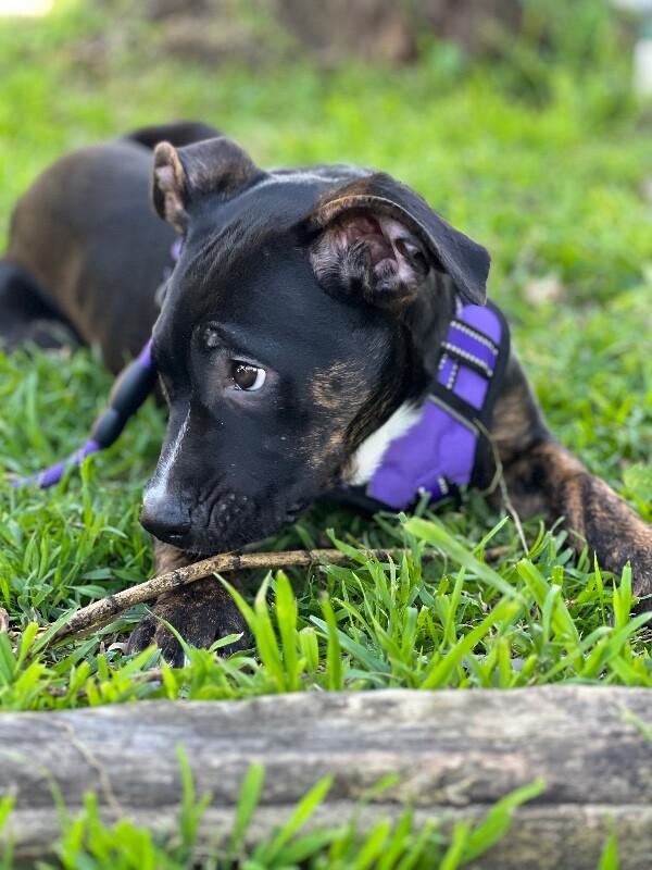 Enlarge Daisy, a Adoptable mixed breed in Van Nuys, CA image 4/6