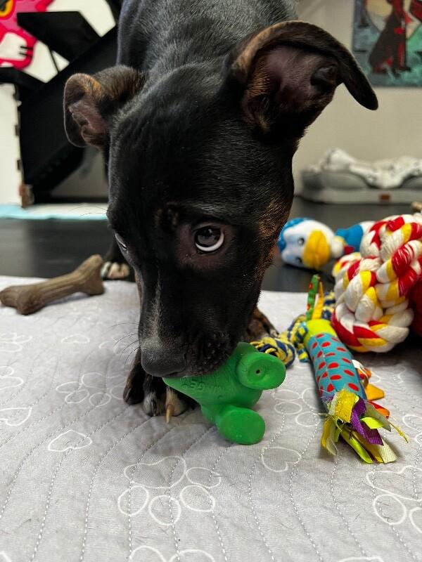 Enlarge Daisy, a Adoptable mixed breed in Van Nuys, CA image 5/6