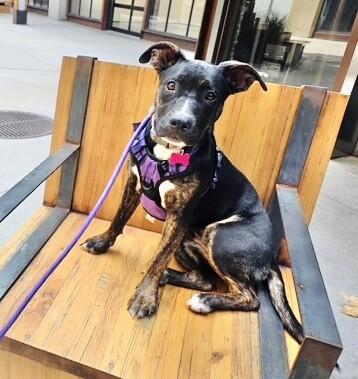 Daisy, a Adoptable mixed breed in Van Nuys, CA image 5/6