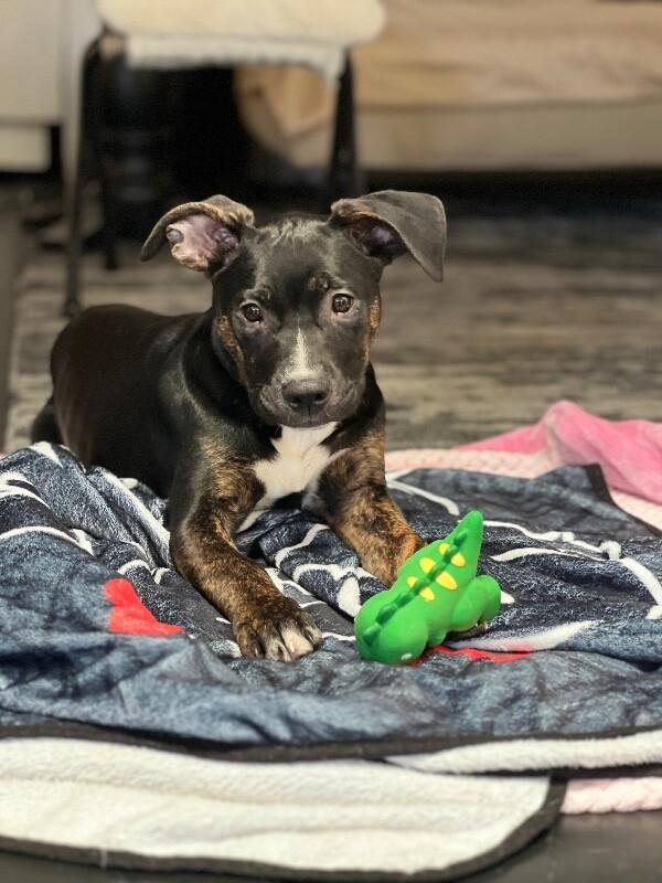 Enlarge Daisy, a Adoptable mixed breed in Van Nuys, CA image 6/6