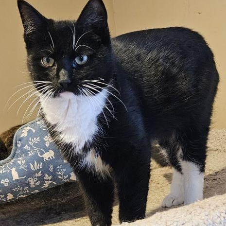 Enlarge Grady, an adopted mixed breed in Bethlehem, PA image 3/3