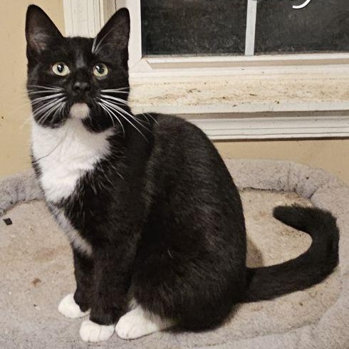 Enlarge Grady, an adopted mixed breed in Bethlehem, PA image 1/3