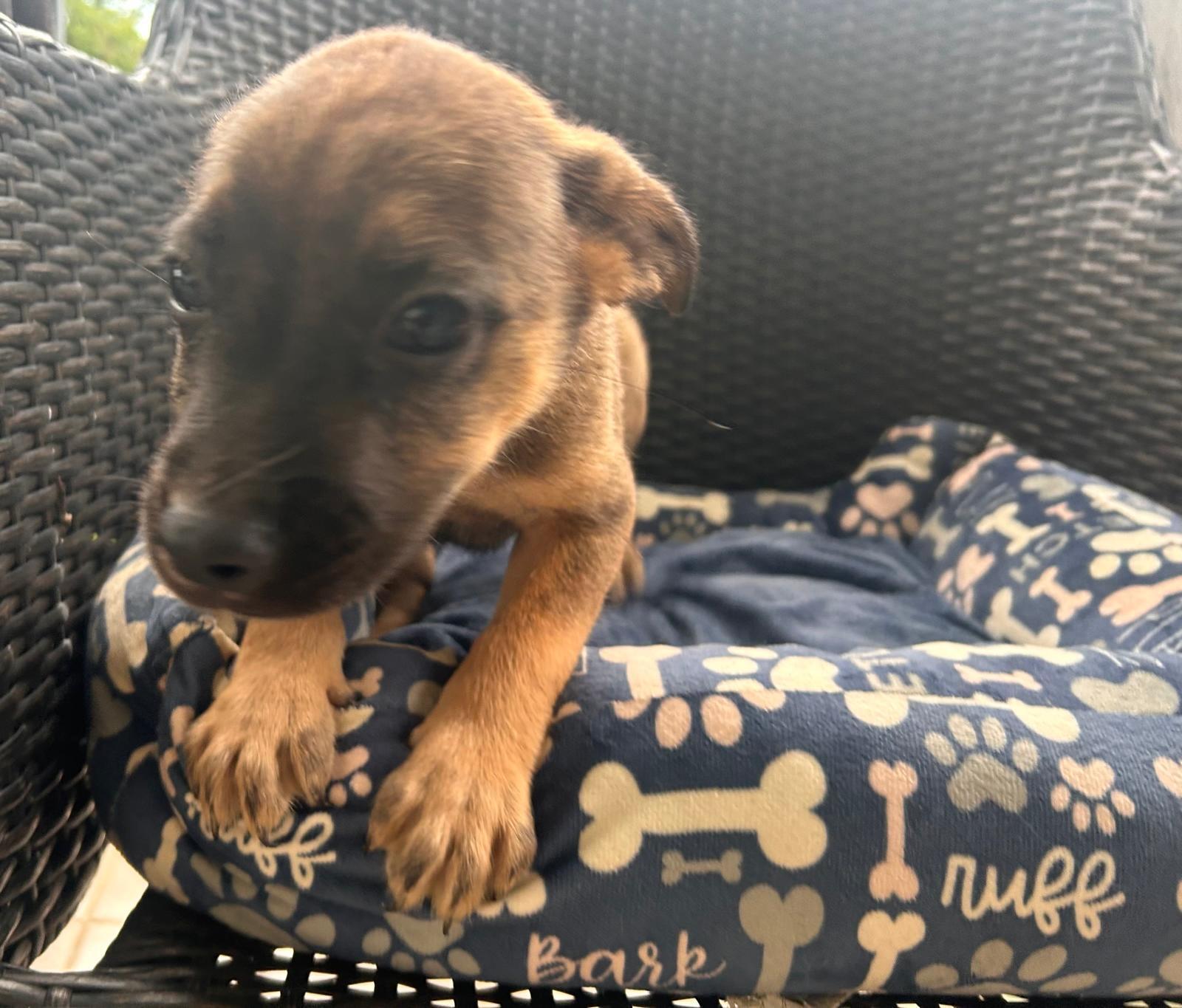 Enlarge Niklaus, a Adoptable mixed breed in Virginia Beach, VA image 2/3