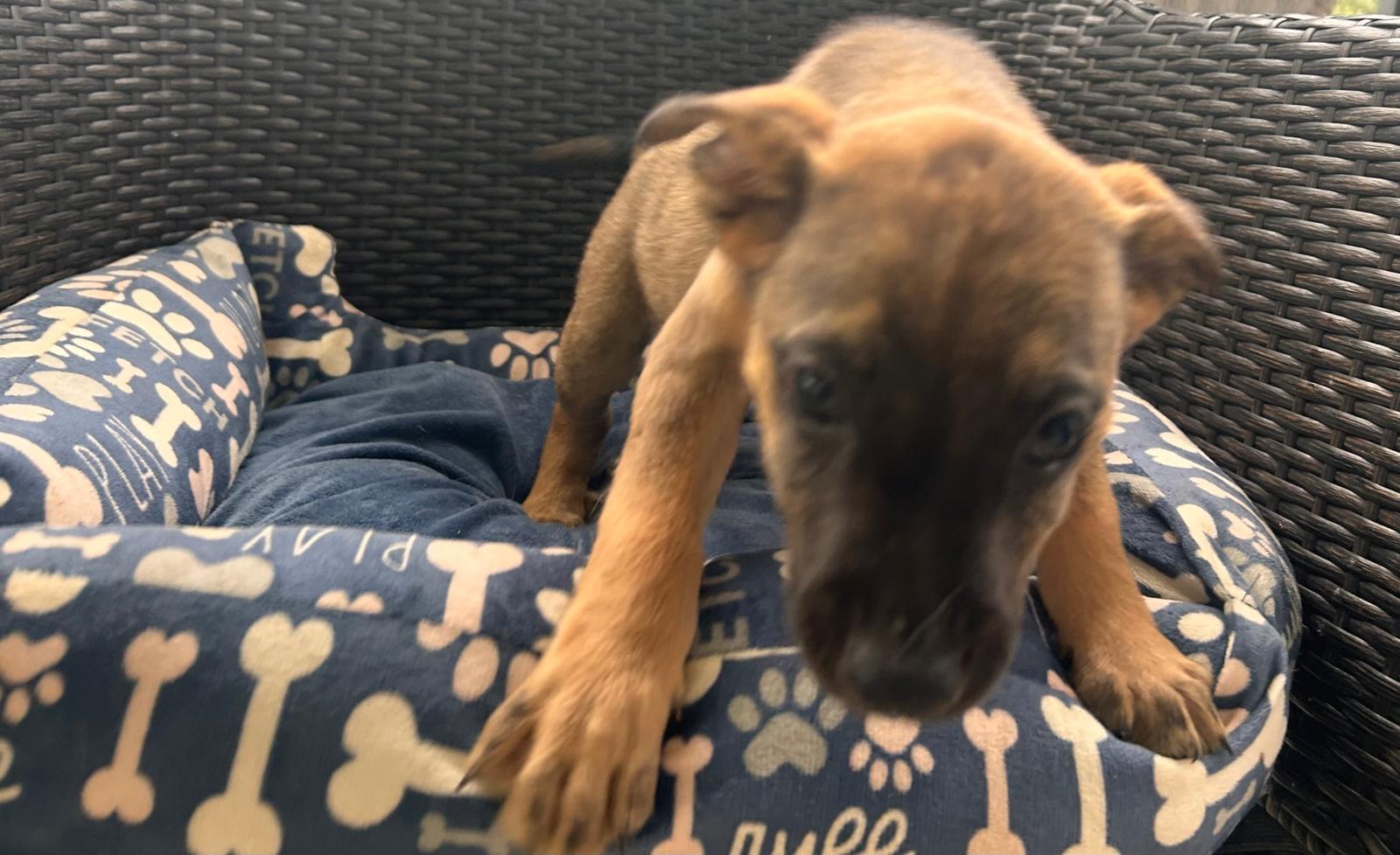 Enlarge Niklaus, a Adoptable mixed breed in Virginia Beach, VA image 3/3