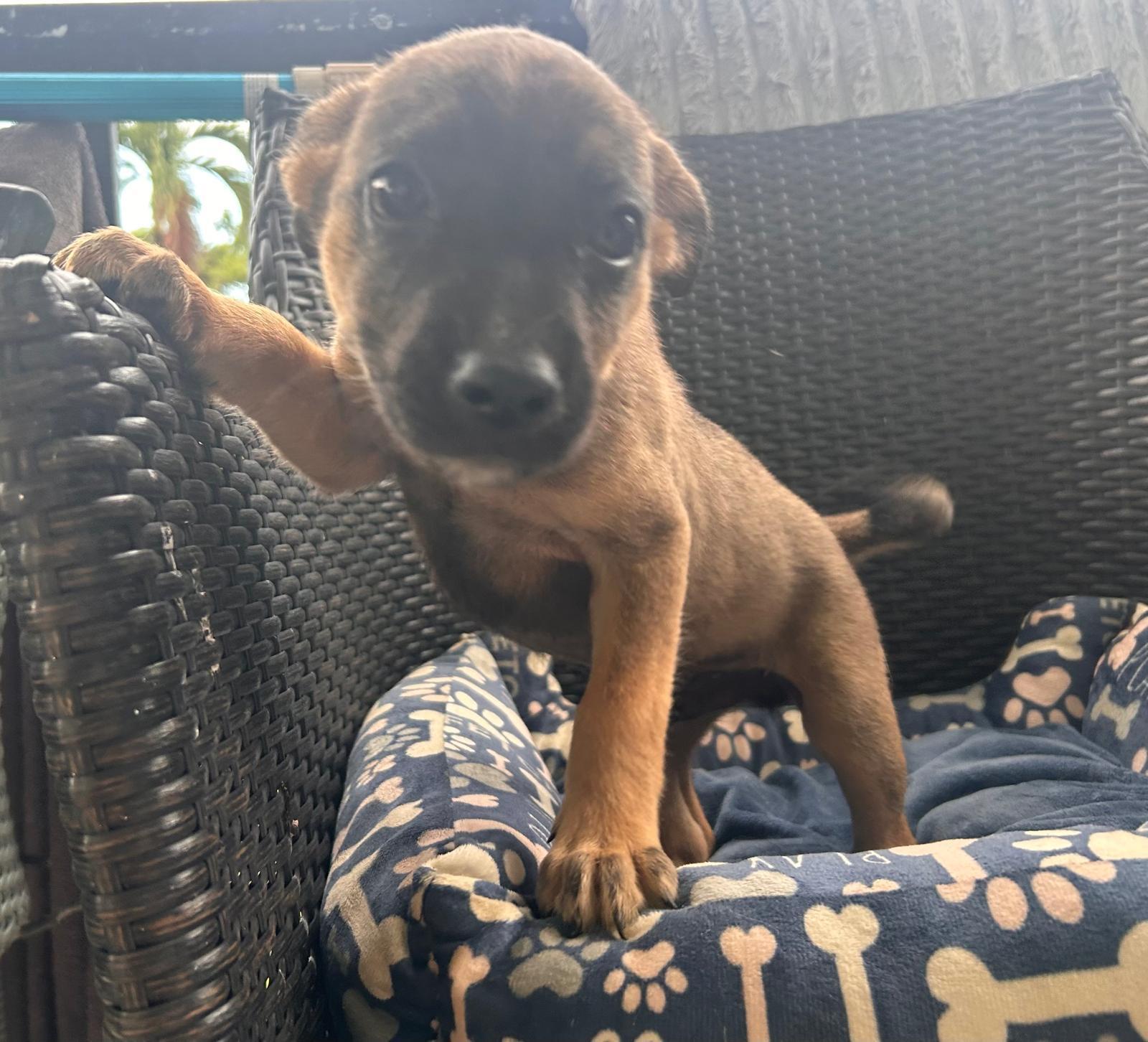 Enlarge Niklaus, a Adoptable mixed breed in Virginia Beach, VA image 1/3