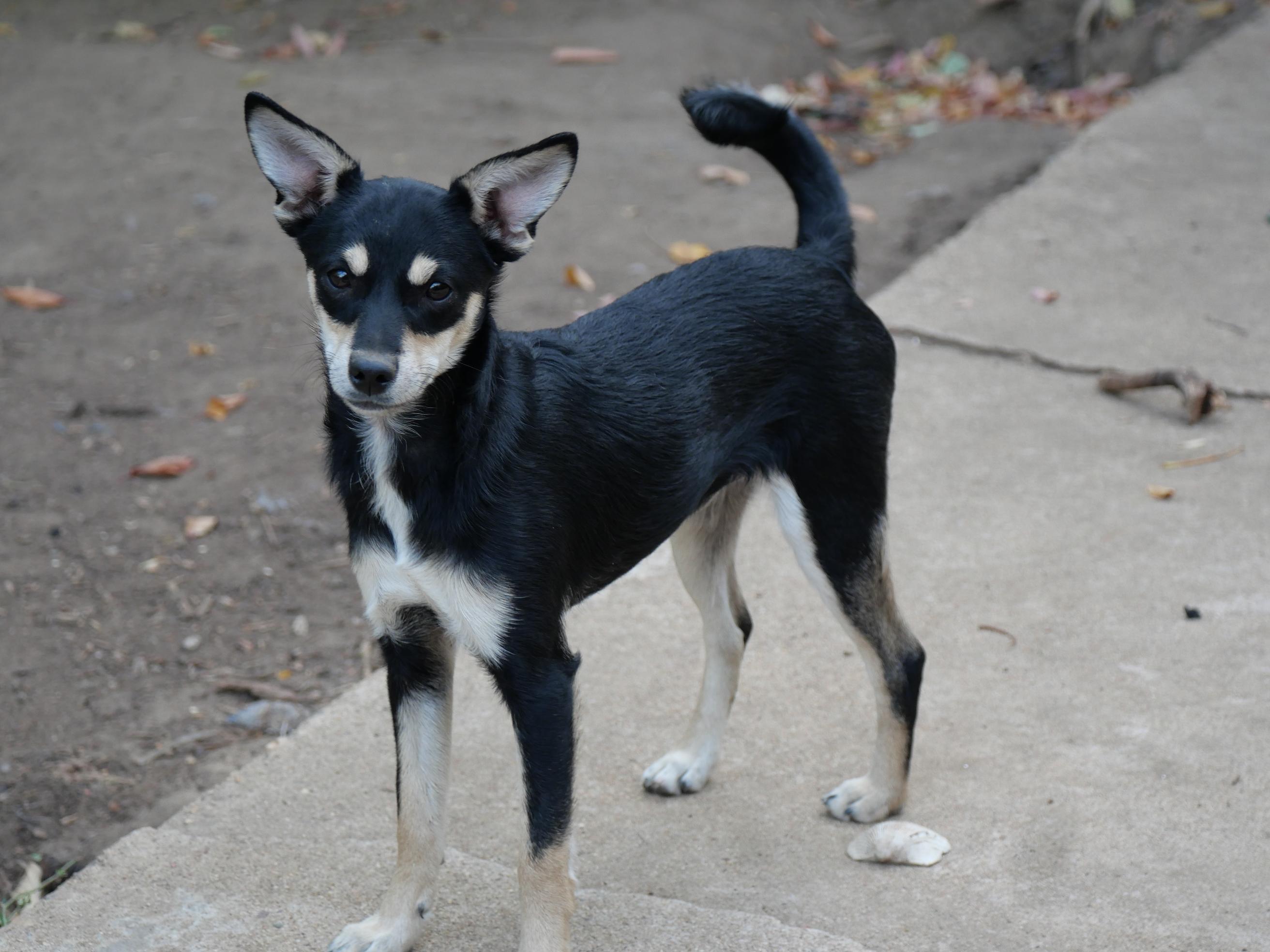 Enlarge Rosa, a Adoptable mixed breed in Boulder, CO image 2/6