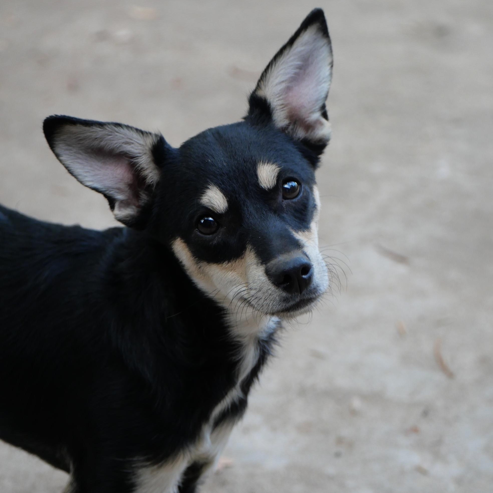 Enlarge Rosa, a Adoptable mixed breed in Boulder, CO image 1/6
