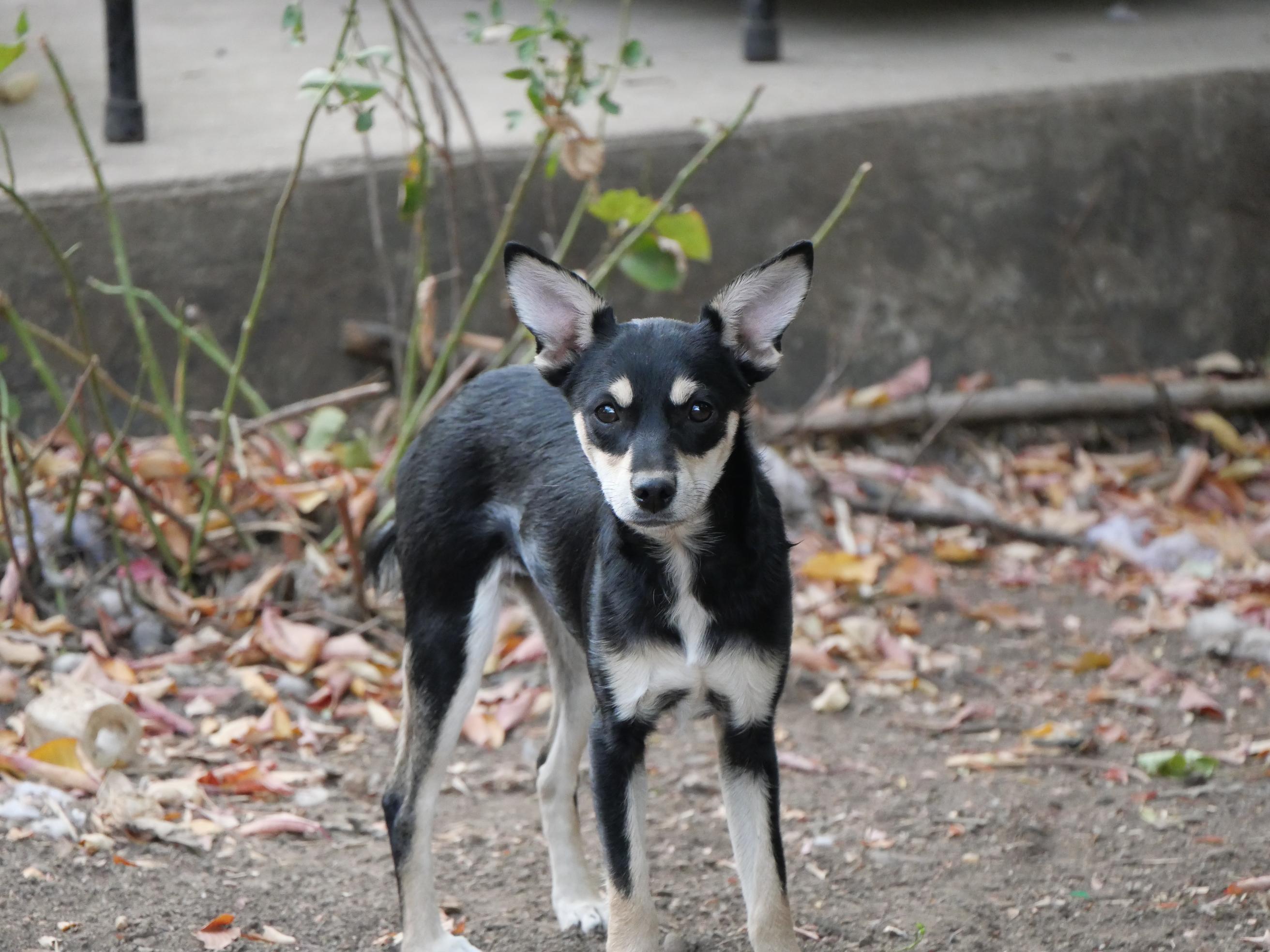 Enlarge Rosa, a Adoptable mixed breed in Boulder, CO image 4/6