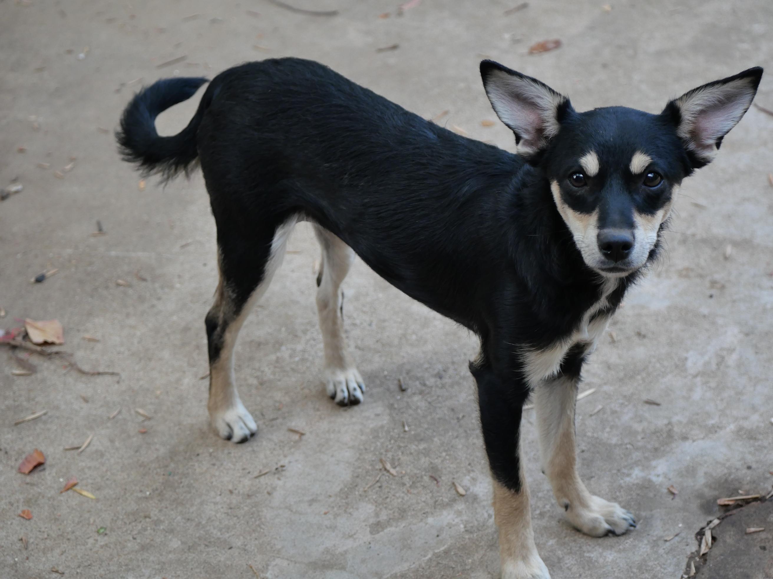 Enlarge Rosa, a Adoptable mixed breed in Boulder, CO image 3/6