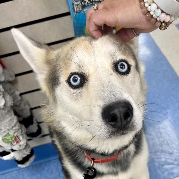 Eros, Adoptable, Adult Male Siberian Husky & Shepherd.