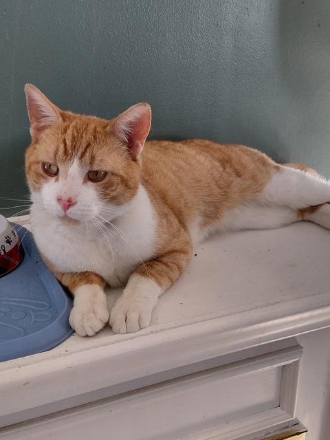 Enlarge Bentley, an adopted Domestic Short Hair in Englewood, NJ image 5/6