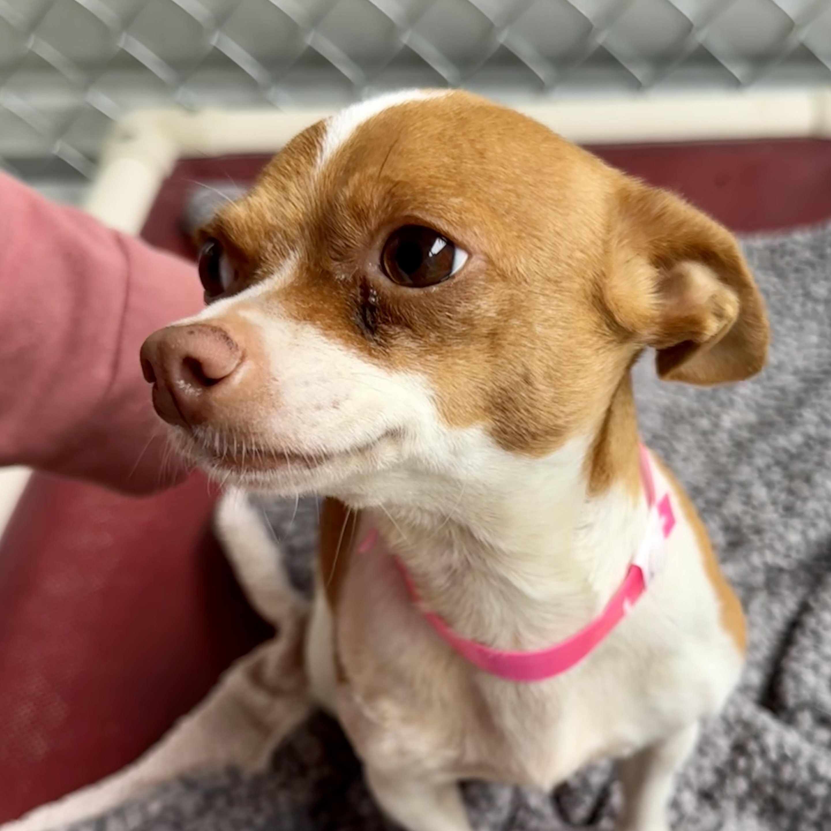 KISSES , Adoptable, Adult Female Chihuahua.