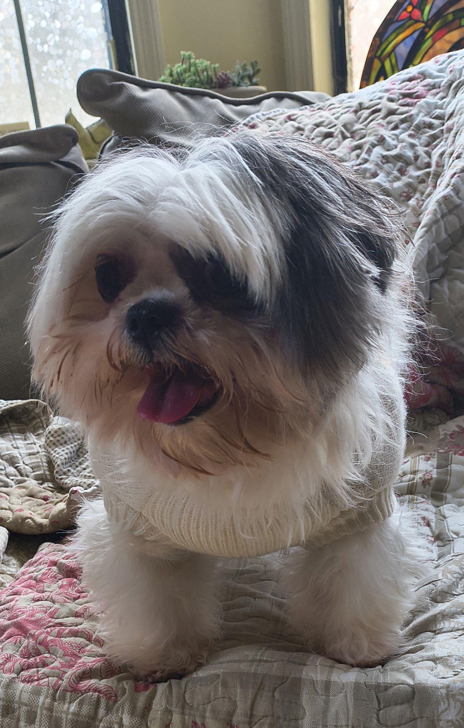 Enlarge Dawn, a Adopted Shih Tzu in Baileyton, AL image 1/3