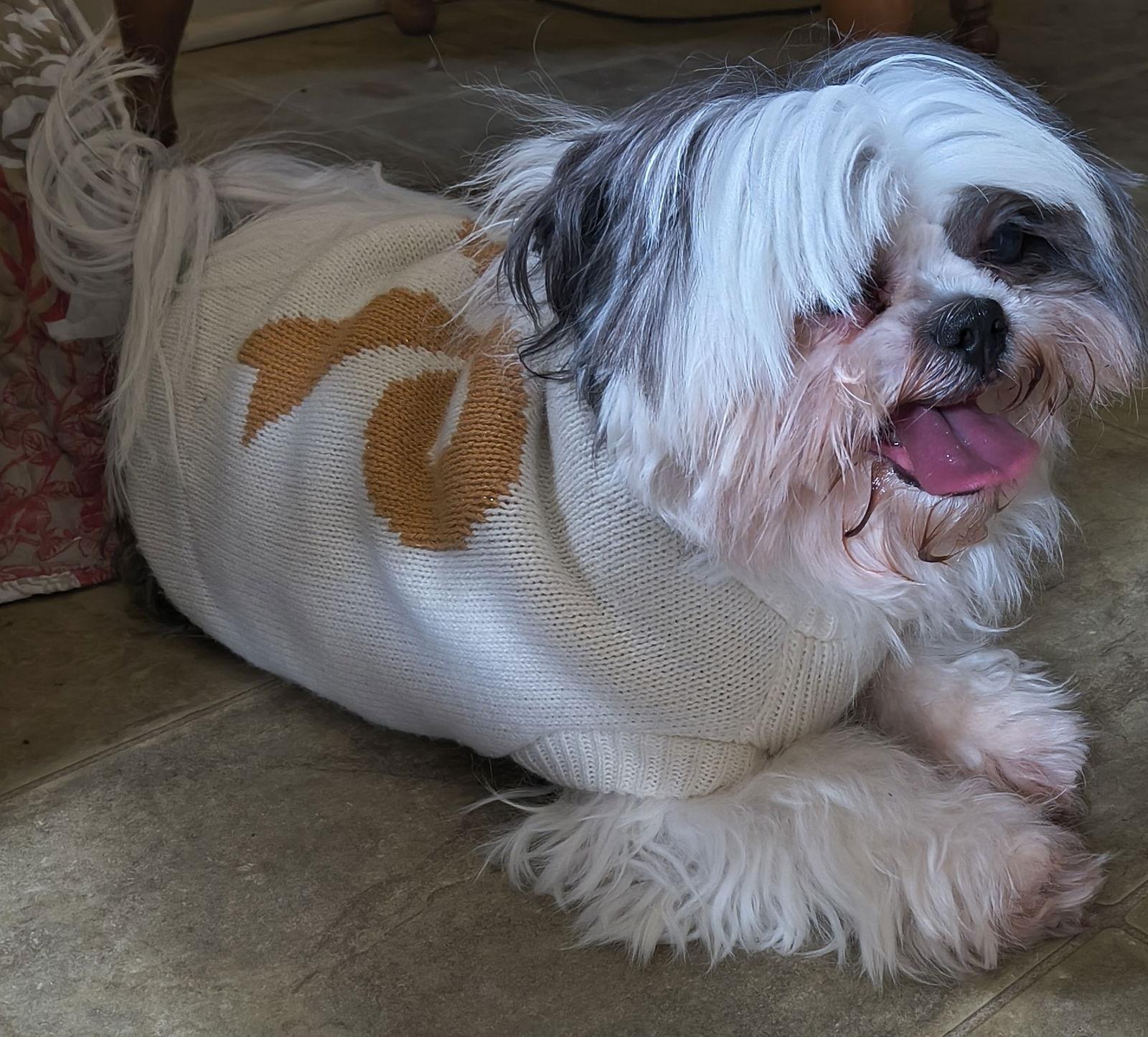 Enlarge Dawn, a Adopted Shih Tzu in Baileyton, AL image 2/3