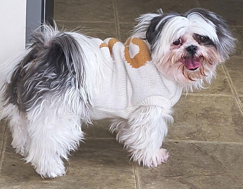 Enlarge Dawn, a Adopted Shih Tzu in Baileyton, AL image 3/3