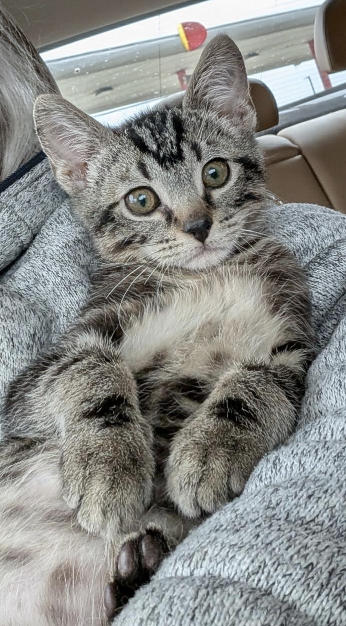 Shriek, adopted, Kitten Male Domestic Short Hair.