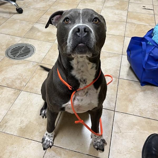 Eeyore (mcas), Adoptable, Adult Male Pit Bull Terrier.