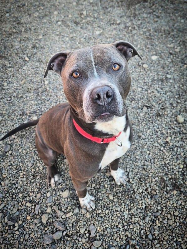 Enlarge Eeyore (mcas), a Adoptable mixed breed in Troutdale, OR image 2/6