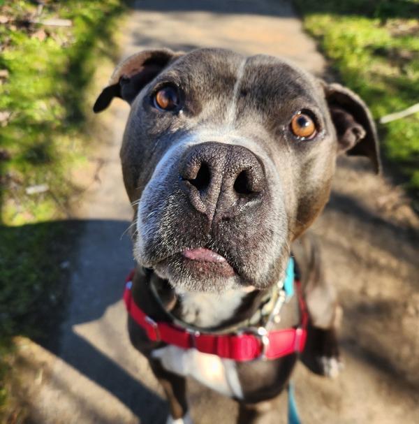 Enlarge Eeyore (mcas), a Adoptable mixed breed in Troutdale, OR image 3/6
