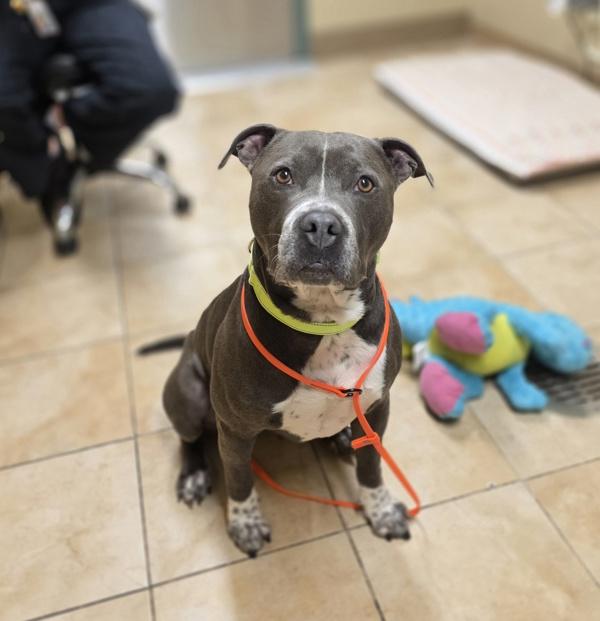Enlarge Eeyore (mcas), a Adoptable mixed breed in Troutdale, OR image 4/6