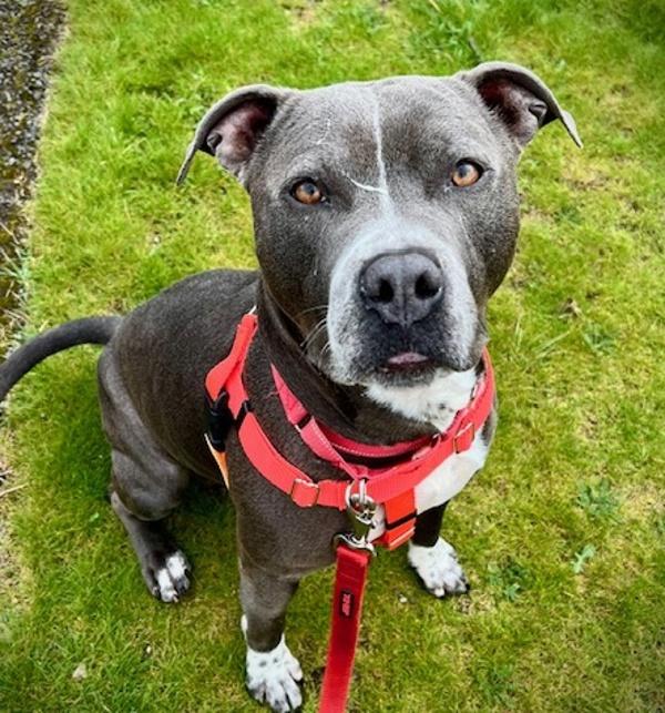 Enlarge Eeyore (mcas), a Adoptable mixed breed in Troutdale, OR image 5/6