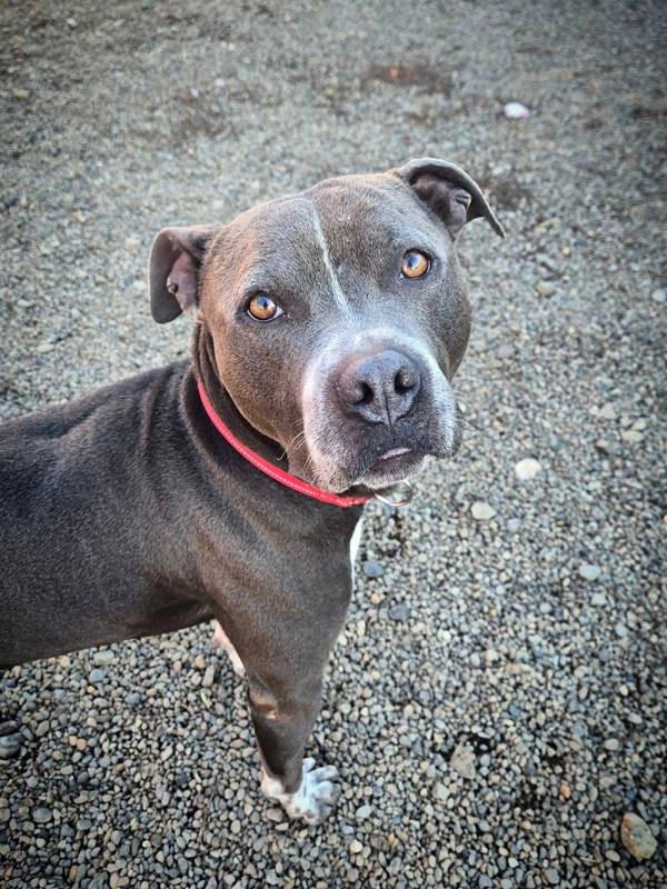 Enlarge Eeyore (mcas), a Adoptable mixed breed in Troutdale, OR image 6/6